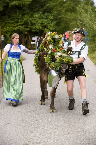 Tradicional Anual Dirigindo Uma Manada Vacas Com Cordeiros Vestido Tradicional — Fotografia de Stock