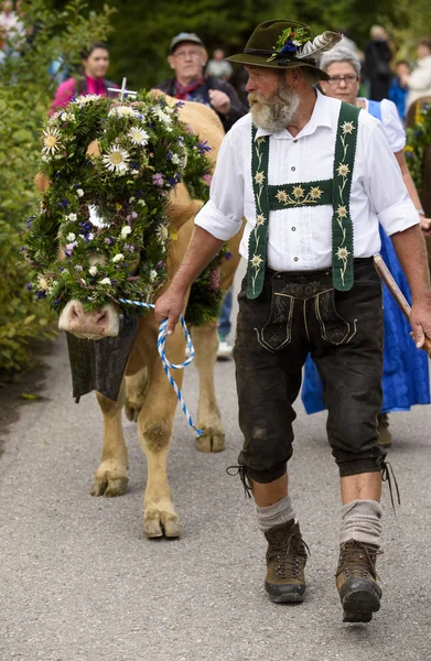 Tradiční Roční Stlačilo Stádo Krav Pastýře Tradičním Kroji Horských Pastvin — Stock fotografie