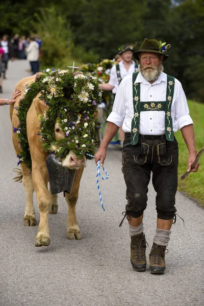 Tradicional Anual Dirigindo Uma Manada Vacas Com Cordeiros Vestido Tradicional — Fotografia de Stock