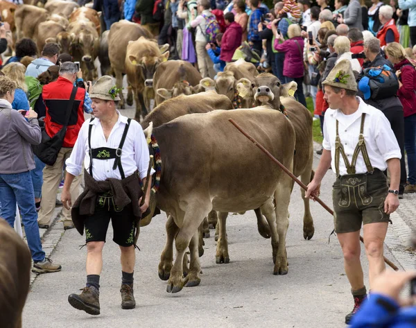 Tradicional Anual Dirigindo Uma Manada Vacas Com Cordeiros Vestido Tradicional — Fotografia de Stock