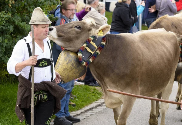 Guida Tradizionale Annuale Giù Branco Mucche Con Pecore Abito Tradizionale — Foto Stock