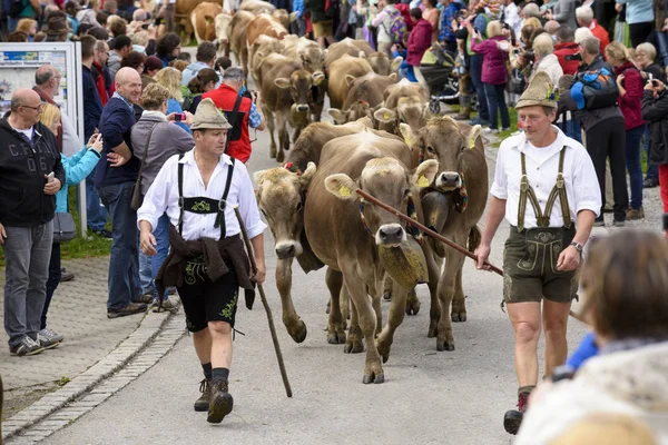 Traditionelles Und Jährliches Herdentreiben Einer Rinderherde Mit Schäfern Traditioneller Tracht — Stockfoto