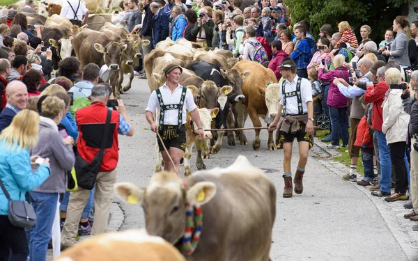 Tradicional Anual Que Conduce Abajo Una Manada Vacas Con Sheperds —  Fotos de Stock