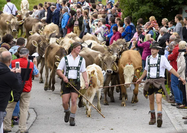 伝統的な年次都市地区に位置 ババリア ドイツ ネッセルヴァンク周辺農村の谷の農家の安定的に山の牧草地から伝統的な衣装の用心と牛の群れを運転 — ストック写真