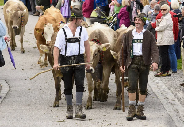 Tradicional Anual Dirigindo Uma Manada Vacas Com Cordeiros Vestido Tradicional — Fotografia de Stock