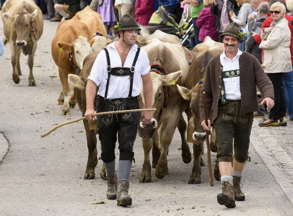 Tradiční Roční Stlačilo Stádo Krav Pastýře Tradičním Kroji Horských Pastvin — Stock fotografie