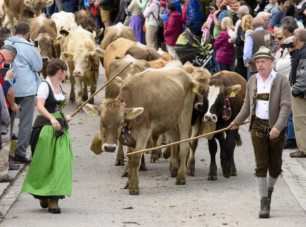 Tradicional Anual Que Conduce Abajo Una Manada Vacas Con Sheperds —  Fotos de Stock