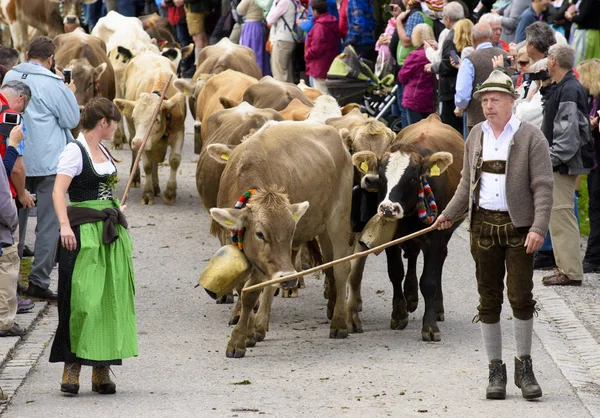 Tradicional Anual Que Conduce Abajo Una Manada Vacas Con Sheperds — Foto de Stock