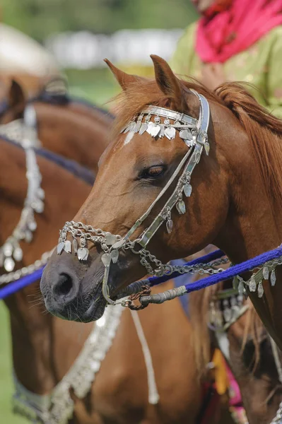 Les membres du groupe de spectacle arabe "Cavalerie royale d'Oman" montent en belles robes sur des chevaux — Photo