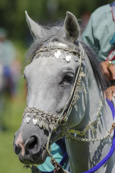 Leden van de Arabische weergeven groep "Royal cavalerie van Oman" in mooie gewaden op paarden rijden — Stockfoto