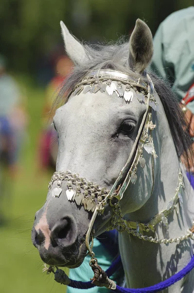 Membri del gruppo spettacolo arabo "Cavalleria Reale dell'Oman" cavalcare in belle vesti sui cavalli — Foto Stock