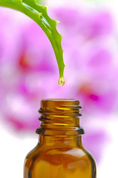 Alternatieve geneeskunde met plantaardige en homeopathische essentie — Stockfoto