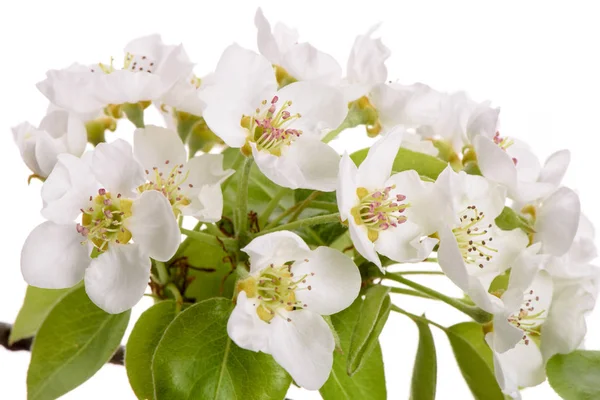 흰색 배경 위에 절연 배나무의 꽃이 개화 — 스톡 사진