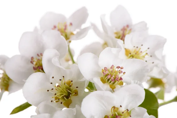 Цветущие цветы груши на белом фоне — стоковое фото