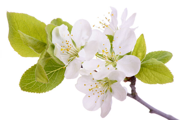blooming blossoms of plum tree isolated over white background