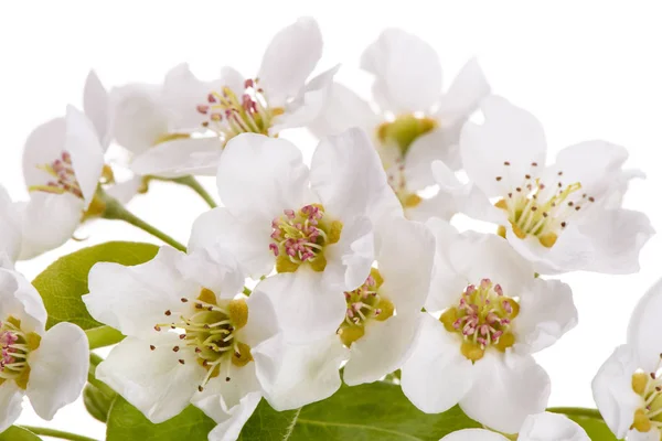 Blommande blommor av päronträ isolerade över vit bakgrund — Stockfoto