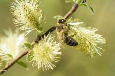 Söğüt ağacı çiçek arı ile