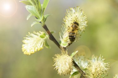 Söğüt ağacı çiçek arı ile