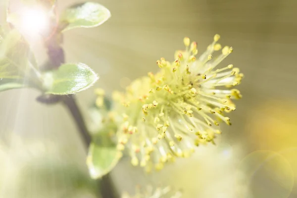 Wilg boom in bloei — Stockfoto