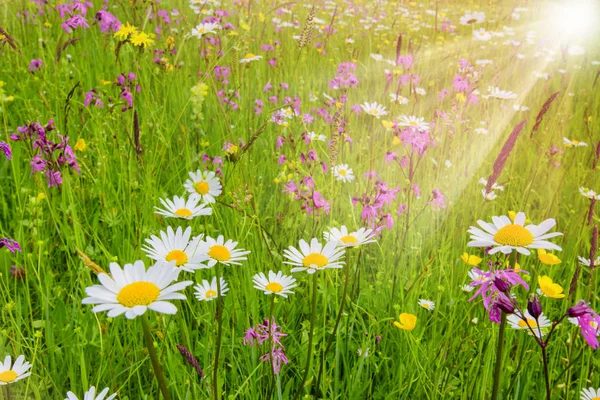 Spring meadow with beautiful flowers and sunbeams — Stock Photo, Image