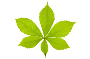 Beyaz arka plan üzerinde izole kestane ağacının tek yaprak