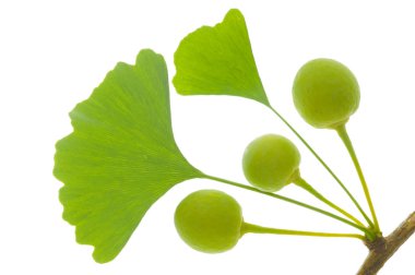 Tek dal üzerinde izole meyve ile Ginkgo ağacının yaprakları ile