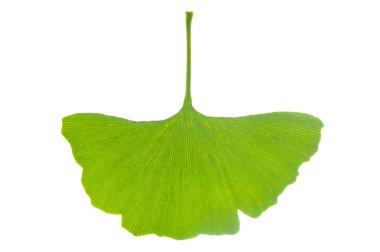 Beyaz arka plan üzerinde izole Ginkgo ağacının tek yaprak