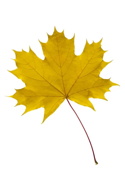 Pojedynczy liść na białym tle nad białym tle drzewa klonowego — Zdjęcie stockowe