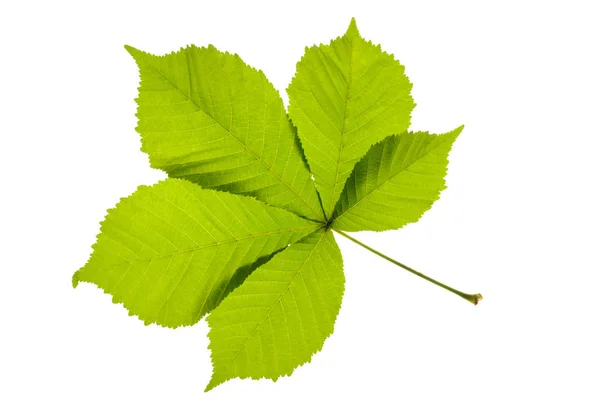 Hoja única de castaño aislado sobre fondo blanco —  Fotos de Stock