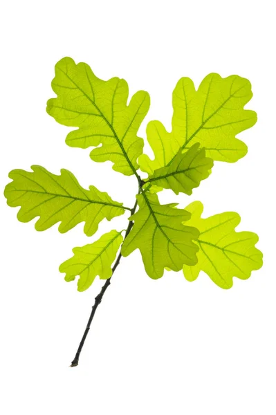 Ramita única con hojas de roble aisladas sobre fondo blanco —  Fotos de Stock