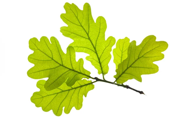 백색 backgrou에 고립 된 오크 나무의 잎을 가진 단일 나뭇가지 — 스톡 사진