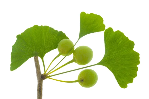 Single twig with leaves of Ginkgo tree with fruits isolated over — Stock Photo, Image