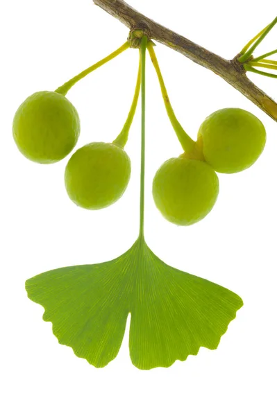 Één tak met bladeren van Ginkgo-boom met vruchten geïsoleerd via — Stockfoto