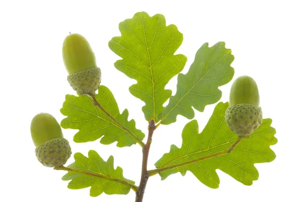 Singolo ramoscello con foglie di quercia e noci isolate su bianco — Foto Stock