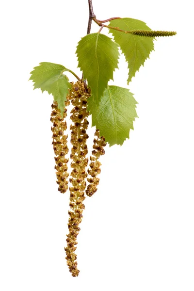 Single twig with leaves of birch tree and blooming pollen isolat — Stock Photo, Image