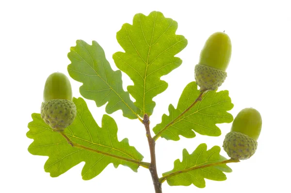 Singolo ramoscello con foglie di quercia e noci isolate su bianco — Foto Stock