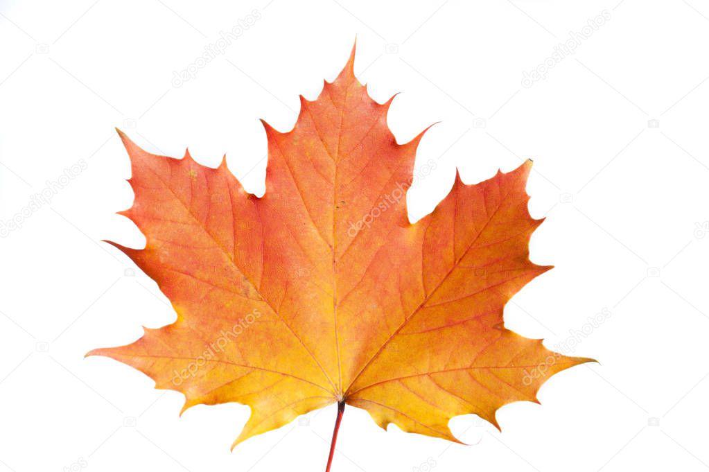 single maple leaf autumn colored isolated over white background