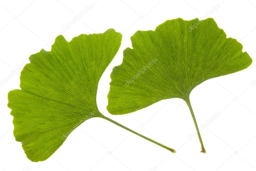 single leaf of Ginkgo tree isolated over white background