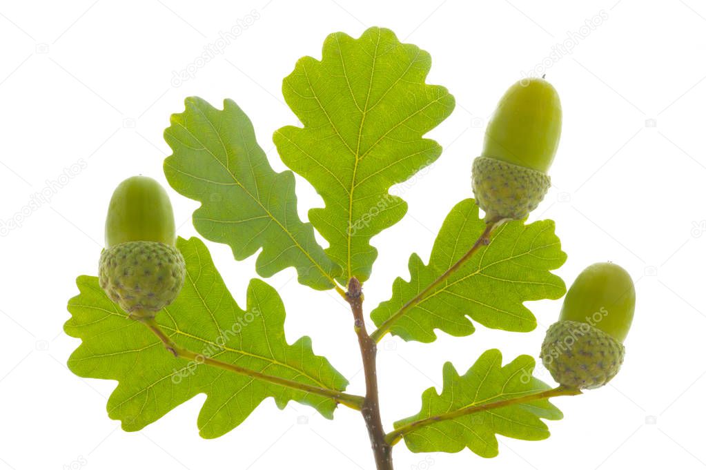 single twig with leaves of oak tree and nuts isolated over white