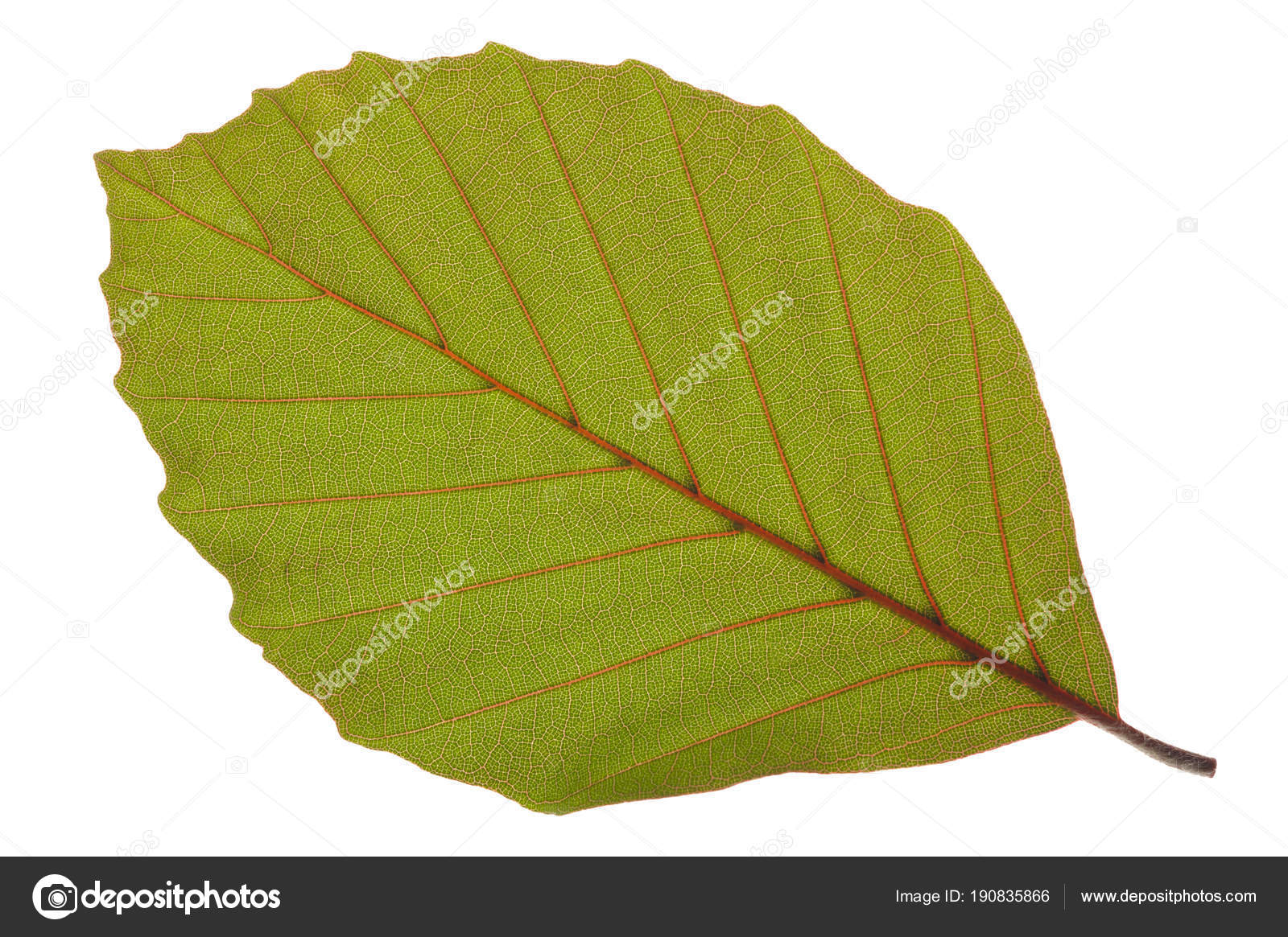 Single Leaf Of Beech Tree Isolated Over White Background Stock Photo Image By C Filmfoto