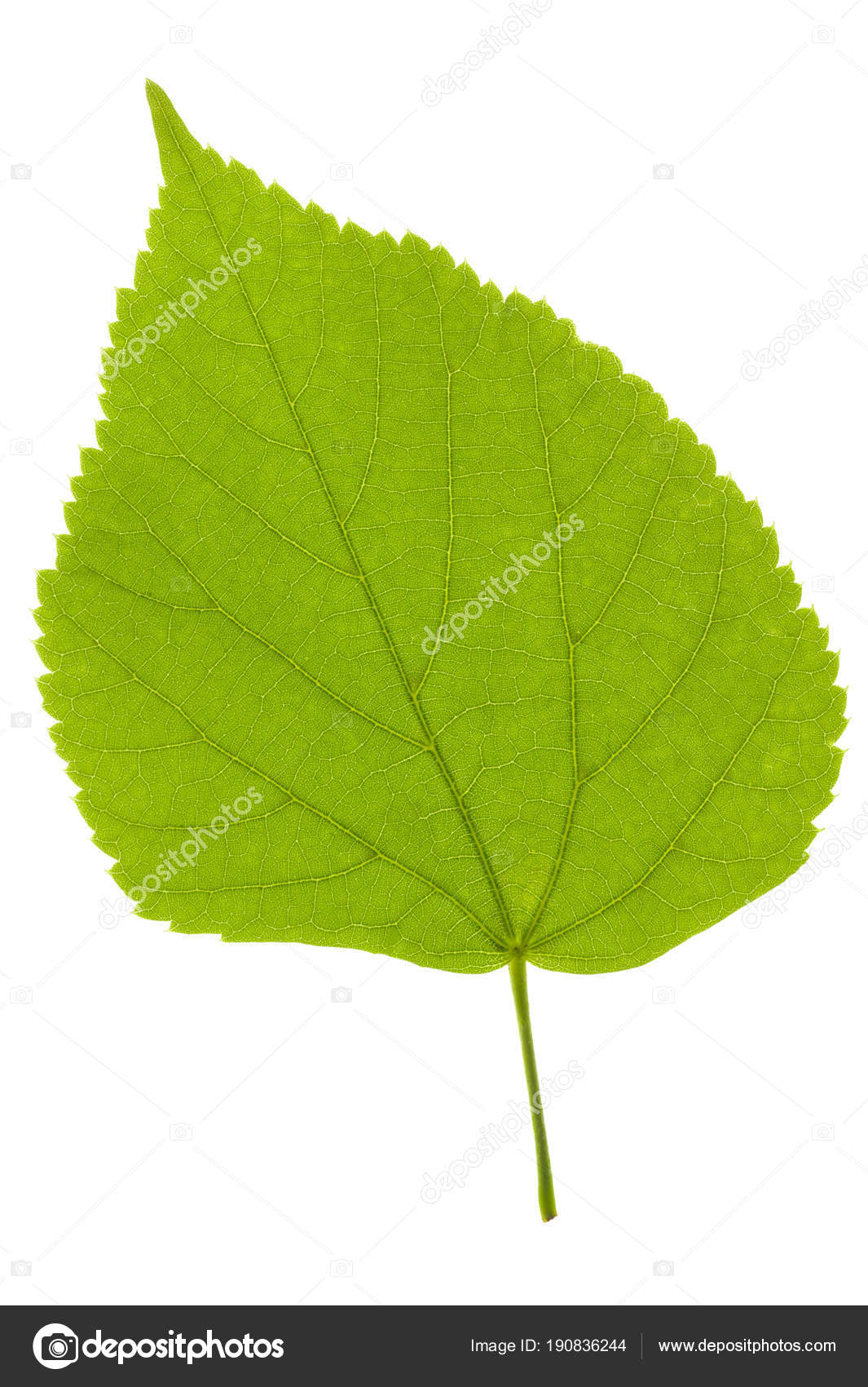린든 나무 흰색 배경에 고립의 단일 리프 — 스톡 사진 © filmfoto #190836244, image size:1065x1700