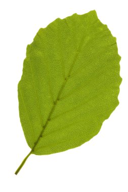 single leaf of beech tree isolated over white background clipart