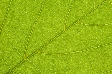 Beyaz arka plan üzerinde izole ıhlamur ağacının tek yaprak