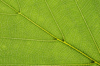 Beyaz arka plan üzerinde izole kayın ağacının tek yaprak