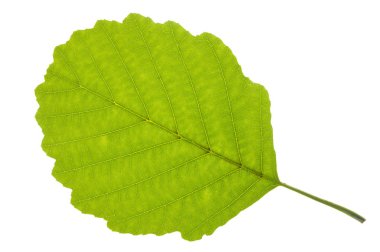 Beyaz arka plan üzerinde izole kızılağaç ağacının tek yaprak