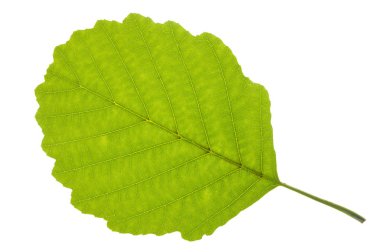 single leaf of alder tree isolated over white background clipart