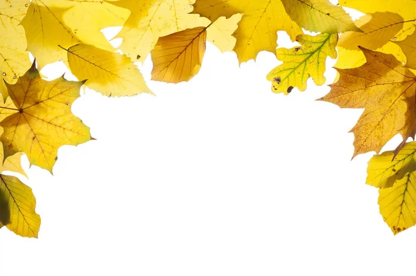 Borde con hojas de color otoño aisladas sobre fondo blanco — Foto de Stock