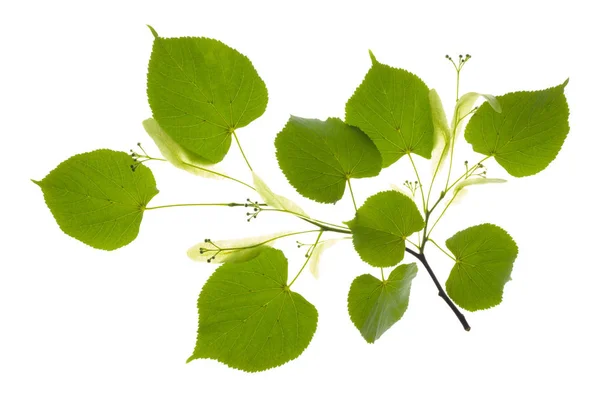 Enstaka kvist med blad av linden träd och blommande pollen isola — Stockfoto