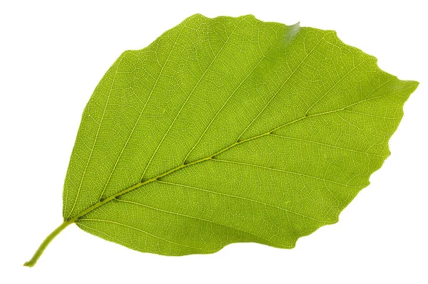 Pojedynczy liść z drzewa bukowego, na białym tle nad białym tle — Zdjęcie stockowe