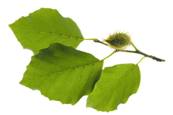 Single twig with leaves of beech tree with fruits isolated over — Stock Photo, Image